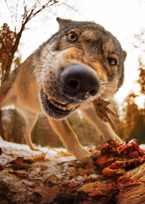 That's MY chicken by Michael Schönberger on 500px Kindness To Animals, Wild Wolves, Wolf Among Us, Spirit Wolf, The Wolf Among Us, Photography References, Magical Nature, Wolf Face, Old But Gold