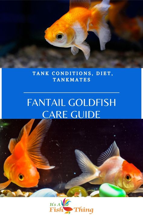 2 photos of fantail goldfish swimming Goldfish Care Guide, Goldfish Species, Best Aquarium Fish, Goldfish Care, Small Fish Pond, Fantail Goldfish, Fancy Goldfish, Goldfish Tank, Garden Pond Design