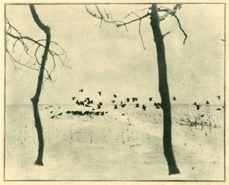 Otto Steinert, Raoul Hausmann, Nickolas Muray, Straight Photography, Edward Weston, Captiva Island, Plum Tree, Two Trees, Bnw Photography