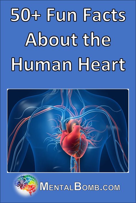 Over 50 fun facts about your heart, fun facts for kids, plus learn more about it's anatomy, physiology, function, and so much more! #FunFacts Heart Facts, Fun Facts For Kids, Anatomy Physiology, Fun Facts About Animals, Fun Facts About Yourself, Facts For Kids, Work Activities, Human Heart, Animal Facts