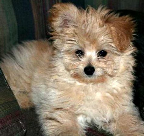 pomeranian poodle mix Pompoo Dogs, Maltese Pomeranian, Pomeranian Poodle, Baby Pomeranian, Pomeranian Husky, Pomeranian Mix, Lucky Dog, Puppies And Kitties, A Husky