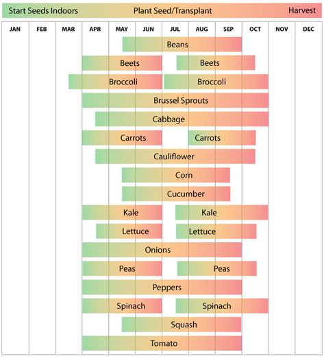 Zone 5 - Vegetable Planting Calendar Guide - Urban Farmer Seeds Vegetable Planting Calendar, Planting Schedule, Vegetable Planting Guide, Vegetable Planting, When To Plant Vegetables, Planting Calendar, Hardiness Zones, Plant Zones, Gardening Zones