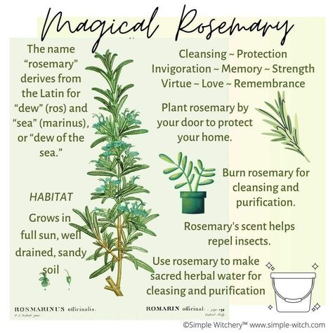 Witchy Rosemary Uses, Magical Properties Of Rosemary, Rosemary Magical Uses, Spells With Rosemary, Rosemary Properties Magic, Rosemary Herb Magic, Rosemary Plant Aesthetic, Rosemary In Witchcraft, Rosemary Magical Properties