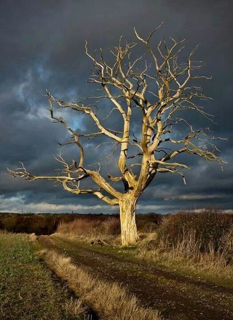 Fall Field Painting, Tree Stands, Lone Tree, Bare Tree, Old Trees, Dark Sky, Tree Photography, Airbrush Art, Nature Tree