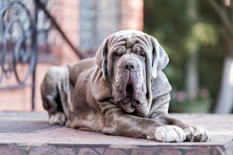 12 Best Mastiff Breeds to Add to the Family Best Big Dog Breeds, Japanese Mastiff, South African Mastiff, Pyrenean Mastiff, Neapolitan Mastiff, Mastiff Breeds, Neapolitan Mastiffs, French Mastiff, Mastiff Puppies