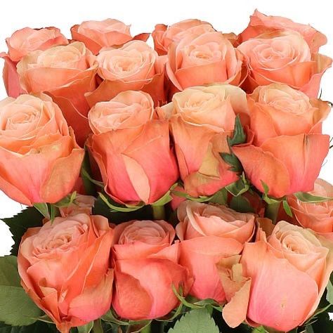 ROSE KAHALA (ECUADOR LARGE HEADS) 60cm | Wholesale Dutch Flowers & Florist Supplies UK Kahala Rose, Dutch Flowers, Wholesale Roses, Corporate Flowers, Most Popular Flowers, Popular Flowers, Flower Guide, Florist Supplies, Flowers Delivered