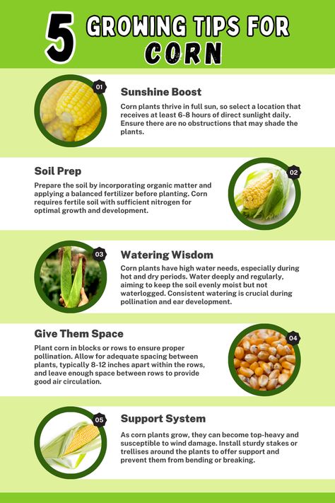 Infographic titled 'Growing Tips for Corn.' Explore essential tips for successful corn cultivation, including sunlight requirements, proper spacing, nutrient-rich soil, consistent watering, weed control, and supporting tall varieties. Learn how to optimize corn growth and achieve a bountiful harvest with these valuable tips. Corn Growing Tips, Planting Corn In Garden, Potager Fence, When To Plant Corn, How To Plant Corn, Corn Garden, Corn Planting, Regrow Celery, Planting Corn