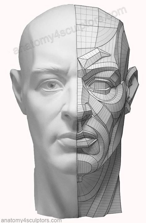 Planes Of The Face, Head Anatomy, Facial Anatomy, Face Anatomy, 얼굴 드로잉, Anatomy Tutorial, Drawing Heads, Human Anatomy Drawing, 얼굴 그리기