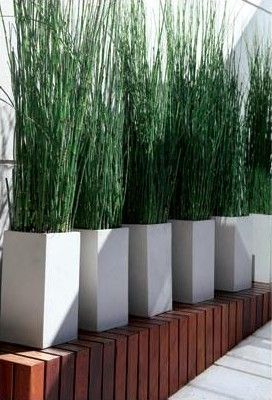 Alignement de pots identiques, composition géométrique simple, verticalité : beau et efficace... Tanaman Air, Modern Planters Outdoor, Screen Plants, Balcony Planters, Privacy Plants, Patio Privacy, Landscape Designs, Have Inspiration, Backyard Fences