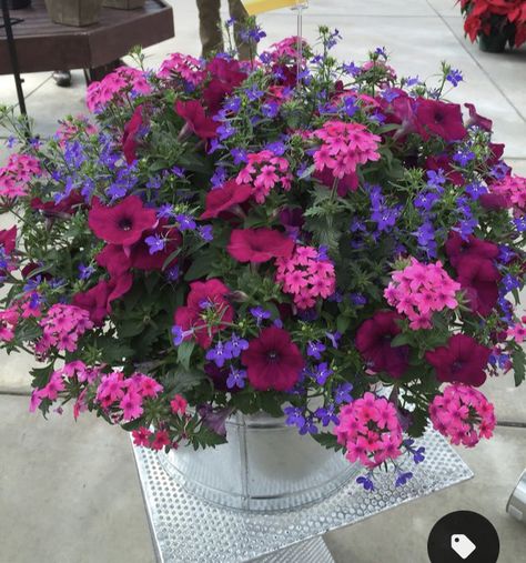 Spiller Flowers For Pots, Flower Pot Outdoor Ideas, Petunia Container Ideas, Annual Planters Ideas, Planter Arrangements Outdoor, Petunia Planters, Potted Flowers For Patio, Front Porch Flower Pots, Patio Flower Pots