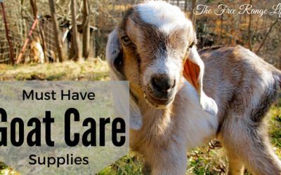 Must-Have Goat Care Supplies Goat Keeping, Homestead Livestock, Types Of Goats, Keeping Goats, Goat Health, Pygmy Goats, Miniature Farm, Small Holding, Homestead Animals