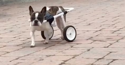 Diy Dog Wheelchair How To Build, Diy Dog Wheelchair, Dog Wheelchair, Disabled Dog, Diy Dog Bed, Wheel Chair, Support Dog, Weenie Dogs, Baby Goats