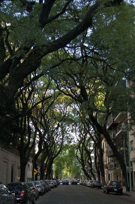 Tree lined street ... reminds me of new farm brisbane Urban Greening, Neighborhood Aesthetic, Urban Ecology, Tree Lined Street, City Tree, Urban Tree, Street Trees, Eco Architecture, Single Tree