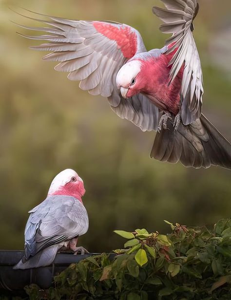 Galah Parrot, Galah Bird, Australian Possum, Instagram Challenges, Galah Cockatoo, Australian Parrots, Australian Wildlife, Australian Birds, Bird Artwork