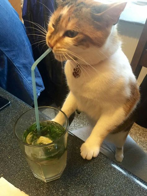 ❤ Cats Drinking Water, Person Drinking Water, Cat Drinking Water, Pet Cats, Cat Drinking, Funny Cats And Dogs, Cute Animal Pictures, Silly Cats, Cool Pets