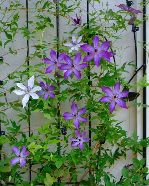 How To Pronounce, Clematis, How To Grow, Backyard Garden, To Grow, Deer, Seeds, Dogs, Plants