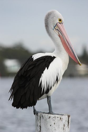 Australian Pelican (Pelicanus conspicillatus. The pouched bill of the Australian pelican can be up to 50cm (1.5 feet) long. These massive seabirds use a wingspan topping 2.5 meters (8 feet) to glide gracefully, often for hundreds of miles, using thermal updrafts to gain altitude Psalm 102, Australian Pelican, Aussie Animals, Pelican Art, Australian Fauna, Birds Of Australia, Photo Animaliere, Matka Natura, Australia Animals