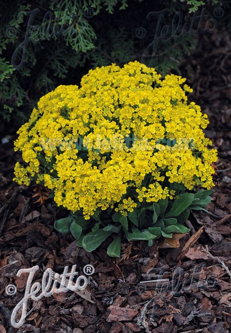 Alyssum saxatile 'Gold Kobold' is a low-growing, evergreen perennial that will charm your garden in the spring with its masses of shining, golden-yellow flowers and again in the fall! Yellow Perennial Flowers, Yellow Flowering Shrubs, Brass Buttons Ground Cover, Yellow Alyssum, Yellow Buttons Plant, Sweet Alyssum, Summer Gardening, Small Yellow Flowers, A Ray Of Sunshine