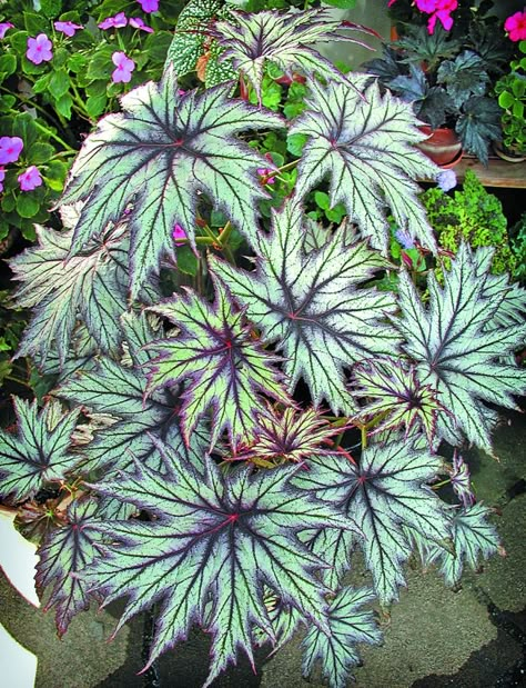 BEGONIA EMEIENSIS نباتات منزلية, Bonsai Flower, Have Inspiration, Unusual Plants, Plants And Flowers, Pretty Plants, Shade Plants, Foliage Plants, Alam Yang Indah