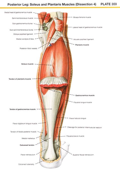 soleus and plantaris muscles Human Skeleton, Gym Rat, Muscles, Anatomy, Skeleton, Massage, Gym, Education, Human