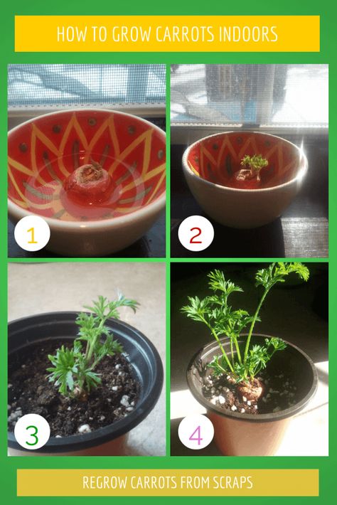 Learn how to re-grow a carrot indoor. It's a simple and fun way to re-grow your carrots and grow a carrot top. Grow Carrots, Carrot Tops, How To Plant Carrots, Carrot Smoothie, Garden Prepping, Growing Carrots, Vegetable Garden Raised Beds, Vegetable Garden For Beginners, Carrot Top