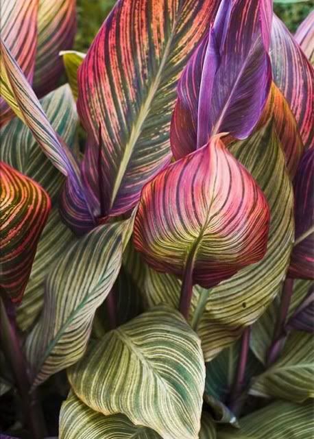 Colorful Leaves Plant, Purple Leaves Plants, Plant With Purple Leaves, Cana Lily, Pink Leaved Plants, Plant With Purple And Green Leaves, Colourful Leaves, Tropical Foliage, Colorful Plants