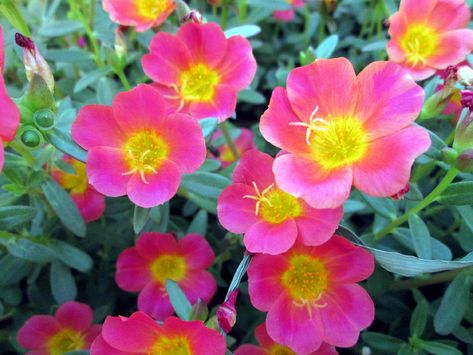 Growing ornamental purslane flowers during the summer (Portulacaceae) Purslane Flowers, Purslane Plant, Flower Plant, In Summer, Flower Art, Planting Flowers, Plants, Flowers, Art