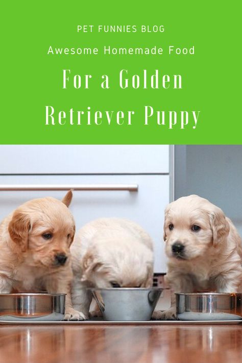 Homemade food is actually beneficial for your pup! So if you’re looking for homemade food for Golden Retriever puppy, read on for great ideas. Golden Retriever Food Recipes, Dog Nutrition Homemade, Puppy Golden Retriever, Yellow Lab Puppies, Pet Muzzles, Old Golden Retriever, Golden Puppy, Puppy Treats, A Golden Retriever