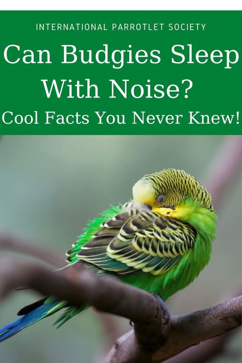 Can budgies sleep with noise? Find out if your pet is unable to sleep with noise or if this is something that should not even be a concern. #budgie #cockatiel #internationalparrotletsociety #healthcare #africangrey #parrot #parrolet #parakeets #pet #bird #behavior Budgie Enrichment Diy, Einstein Parrot, English Budgie, Parakeet Care, Budgies Parrot, Green Budgie, Parrot Care, Tweety Pie, Pet Bird Cage