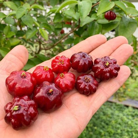 Surinam cherries! Agriculture, Cherry, Fruit, Instagram