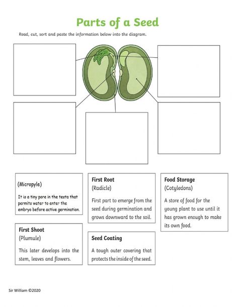 Parts Of A Seed Worksheet, Seed Worksheet, Grade School Activities, Parts Of A Seed, Homeschool Worksheets, Kids Worksheets, Science Activity, Plant Life Cycle, Bean Seeds