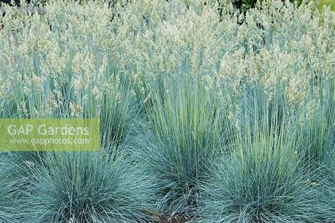 Festuca glauca 'Intense Blue' - 'Casblue' - Blue fescue grass - June - Oxfordshire Festuca Glauca Intense Blue, Festuca Glauca, Fescue Grass, Blue Fescue, Garden Border, Plant Photography, Blue Garden, Garden Borders, Foliage Plants