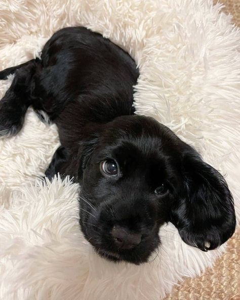 Black Cocker Spaniel Puppy, Black English Cocker Spaniel, Black Cocker Spaniel Aesthetic, Working Cocker Spaniel Puppies, English Cocker Spaniel Black, Cocker Spaniel Aesthetic, Black Cocker Spaniel Puppies, Cooker Spaniel, Black Spaniel