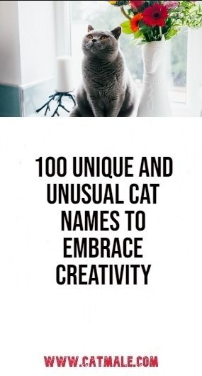 100 Unique and Unusual Cat Names to Embrace Creativity Cat Name Ideas Unique, Names For Cats Unique, Male Cat Names Unique List, Weird Cat Names, Female Cat Names Unique, Male Cat Names Unique, Unique Unisex Names, Boy Cat Names, Girl Cat Names