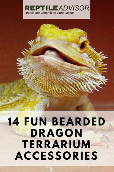 Bearded Dragon Enclosure Ideas, Beard Dragon, Bearded Dragon Toys, Diy Bearded Dragon Enclosure, Terrarium Accessories, Bearded Dragon Vivarium, Bearded Dragon Terrarium Ideas, Bearded Dragon Tattoo, Dragon Facts