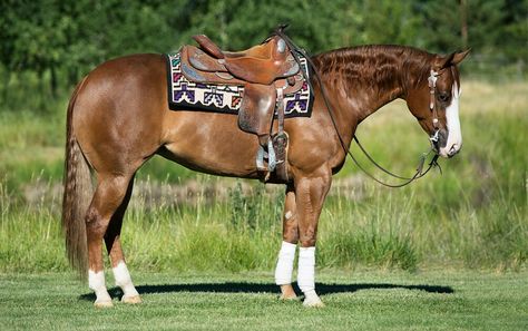 Best Tack Colors For Chestnut Horses, Sorrel Horse Tack Colors, Aztec Horse Tack, Aqha Horses, Sorrel Peacock Leopard Appaloosa, Western Pleasure Horses, Sorrel Quarter Horse Mare, Reining Horses, Equestrian Chic