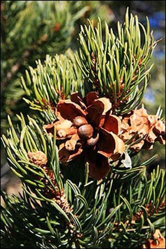 Pinjoli fresh pine nuts Foraging Recipes, Edible Wild Plants, Foraged Food, Conifer Trees, Survival Gardening, Wild Edibles, Edible Food, Survival Food, Wild Food