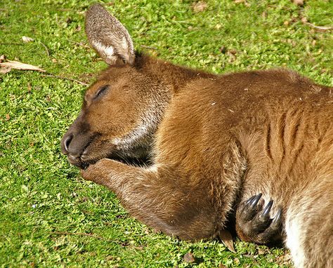 "sleepytime roo" ... Goodnight Animals, Grey Kangaroo, Animals Australia, Aussie Animals, Sleepy Animals, Roger Smith, Big Buck, Australia Animals, Kangaroo Island