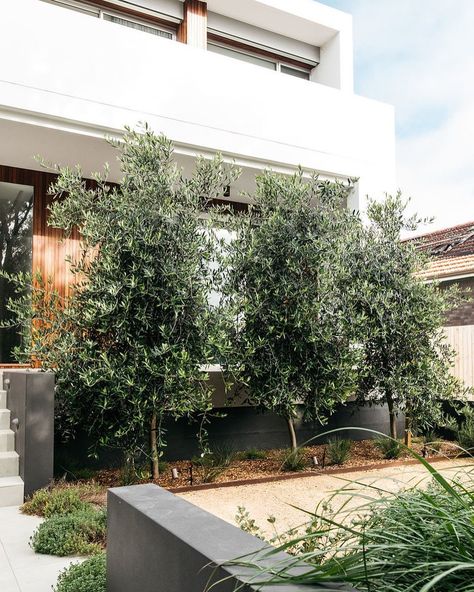 F I G   L A N D S C A P E S on Instagram: “I often use Olive trees (Olea europaea) for screening and privacy - they’re relatively tall, respond well to pruning and can tolerate long…” Backyard Styling, Privacy Planting, 2023 Landscape, Garden Redesign, Coastal Mediterranean, Privacy Screening, Australian Garden Design, Mediterranean Garden Design, Backyard Trees