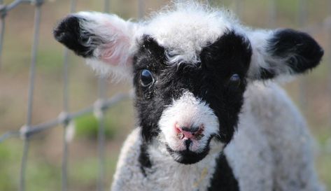 A recent addition to the miniature sheep world, the versatile and easy-to-handle Harlequin is a perfect animal for small and hobby farms. 📸 SixWagsOverTexas.com Mackinac Island Fudge, Sheep Farm, Mackinac Island, Hobby Farms, Tri Color, Fudge, On Earth, Baby Animals, Sheep