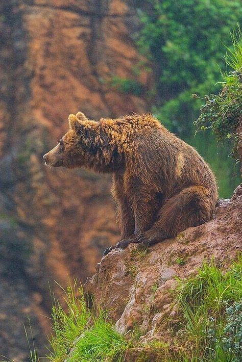 Bears In The Wild, Brown Bear Photography, Bear Poses Reference, Cool Animal Photos, Bear Looking Up, Bear Side Profile, Bear Cute Drawing, Bear Side View, Brown Bear Drawing