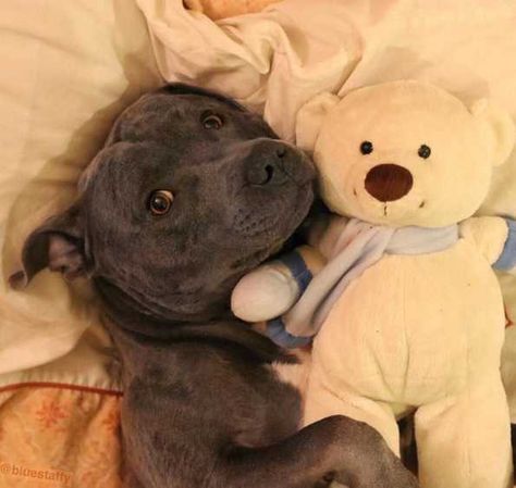 Staffy Pups, Blue Staffy, Staffy Dog, Dog Room, Dog Aesthetic, Dog Mommy, Puppy Stuff, When You See It, Pretty Dogs