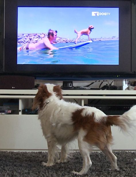 DogTV Photo Dog Tv, Sling Tv, What Dogs, Digital Tv, My Pet, Animal Behavior, Tv Channels, Reading Time, Tv Channel