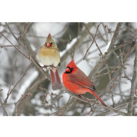 The Realistic Pair of Northern Cardinals Fabric Panel is part of the Photography Fabric Collection printed by Sewing Parts Online.  Digitally Printed on  100% cotton. This panel is available in 2 different sizes:    36 Inches by 24.6 Inches  43 Inches by 29.4 Inches    Sewing Parts Online prints are only available through Sewing Parts Online, not sold in stores or anywhere else online.  * Proudly   Manufactured  in Dickson, Tennessee USA! *    * Even though we do our best to make certain that th Photography Fabric, Northern Cardinal, Reference Pics, Fence Posts, Cardinal Birds, Panel Wall Art, Fabric Panel, Digital Print Fabric, Bird Species