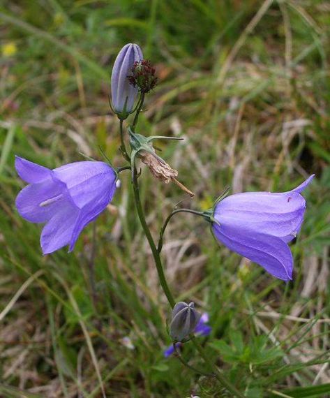 Scottish Bluebell also known as Campanula Rotundifolia Ontario Wildflowers, Bluebell Flowers, Bluebell Flower, Bluebell Woods, Colorado Wildflowers, Bell Flowers, Blue Bell Flowers, Cute Tats, Personality Profile