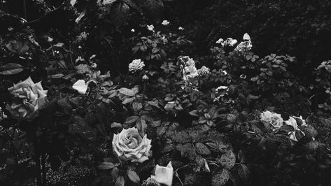 Roses black and white Black And White Wallpaper Landscape, Aesthetic Black Background Landscape, Black And White Rose Aesthetic, Laptop Wallpaper High Quality Landscape, Black And White Laptop Background, Black Wallpaper Ipad Horizontal, Black And White Aesthetic Laptop, Black And White Widget Long, Black Aesthetic Wallpaper Horizontal