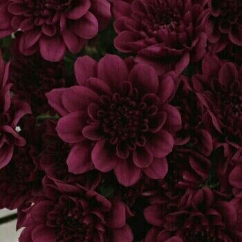 Burgundy Aesthetic, Maroon Aesthetic, Burgundy Flowers, Flower Spray, Red Aesthetic, Burgundy Color, Chrysanthemum, Aesthetic Photo, Pretty Flowers