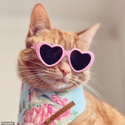 Princess Honey Belle the rescue cat who now leads a VERY lavish life | Daily Mail Online Aesthetic Health, Tattoo Health, Cat Lead, Cat Sunglasses, Fancy Cats, Bee Tattoo, Cat Fashion, Sugar Rush, Natural Sugar