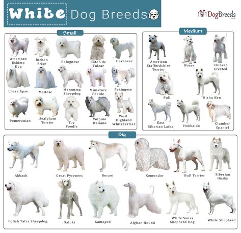 List of Small, Medium, & Big White Dog Breeds With Pictures Elegant Dog Breeds, Dog Breeds Big, Big White Dog, Dog Breeds Chart, White Dog Breeds, White Fluffy Dog, Big Fluffy Dogs, Pure Breed Dogs, Dog Breed Names