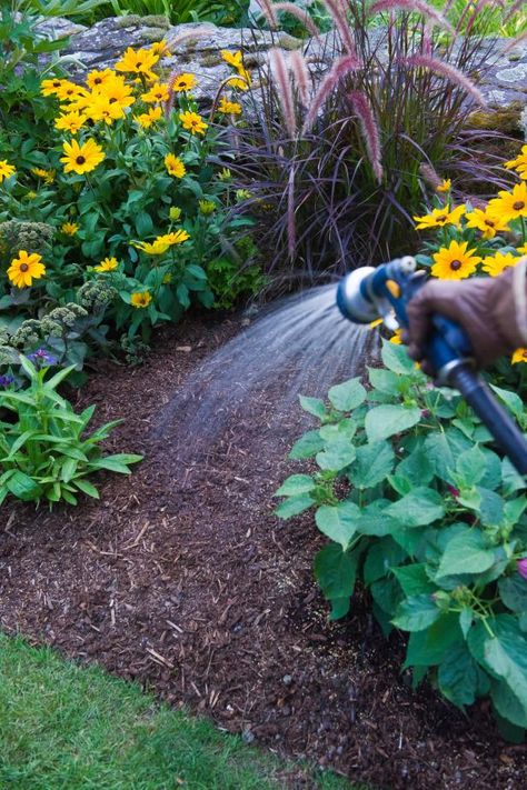 Watering In Shredded Bark Mulch Mailbox Landscaping, Types Of Mulch, Landscape Glass, Mulch Landscaping, Pergola Pictures, Garden Types, Container Gardens, Patio Outdoor, Free Plants